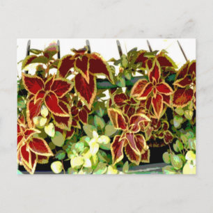 Coleus Plant Postcard