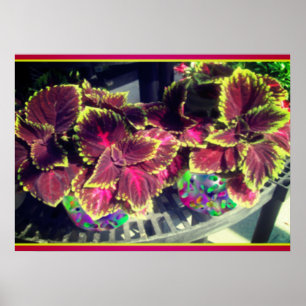 Coleus Plant Poster