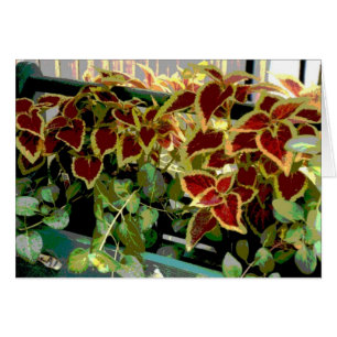 Coleus Plants