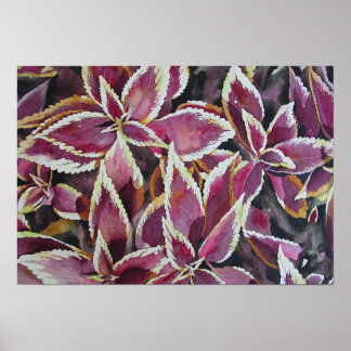 Coleus Poster
