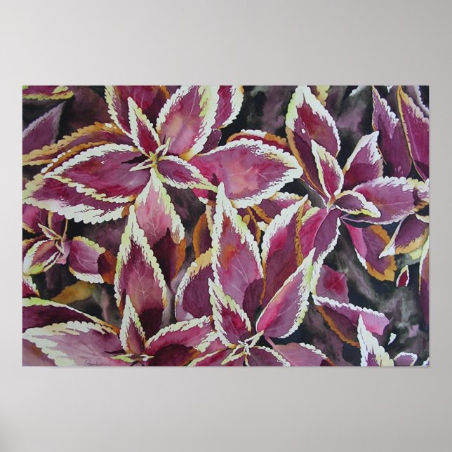 Coleus Poster (Front)