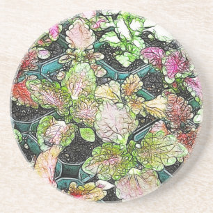 Coleus seedlings coaster