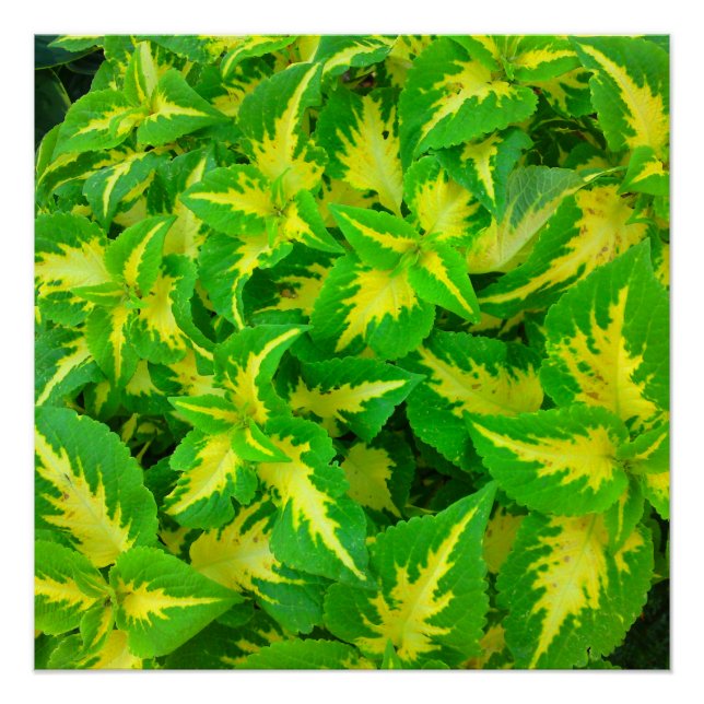 Coleus vert jaune Fleur Parfait Poster (Devant)