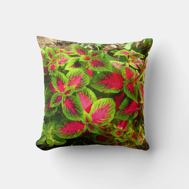 Coleus vert rose coussin tropical (Recto)