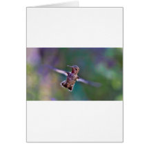 Colibri