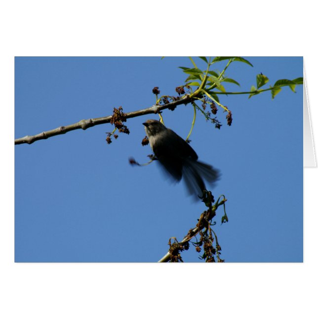 Colibri (Devant horizontal)