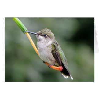 Colibri