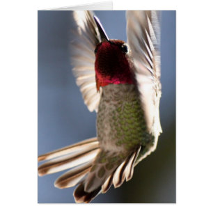Colibri