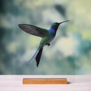 Colibri