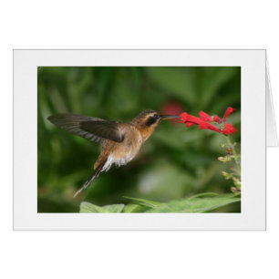 Colibri