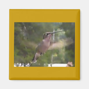 Colibri 1 aimant