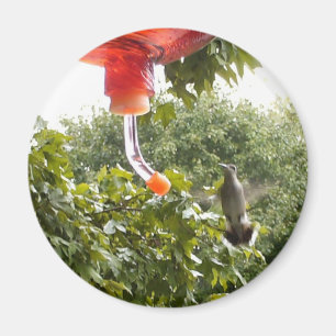 Colibri 2, aimant