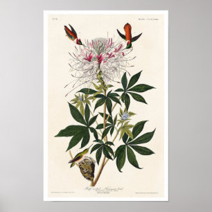 Colibri à col roux par Audubon Poster