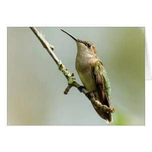 Colibri à gorge rubis