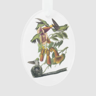 Colibri à gorge rubis par Audubon