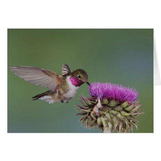 Colibri à queue large, Selasphorus (Devant horizontal)