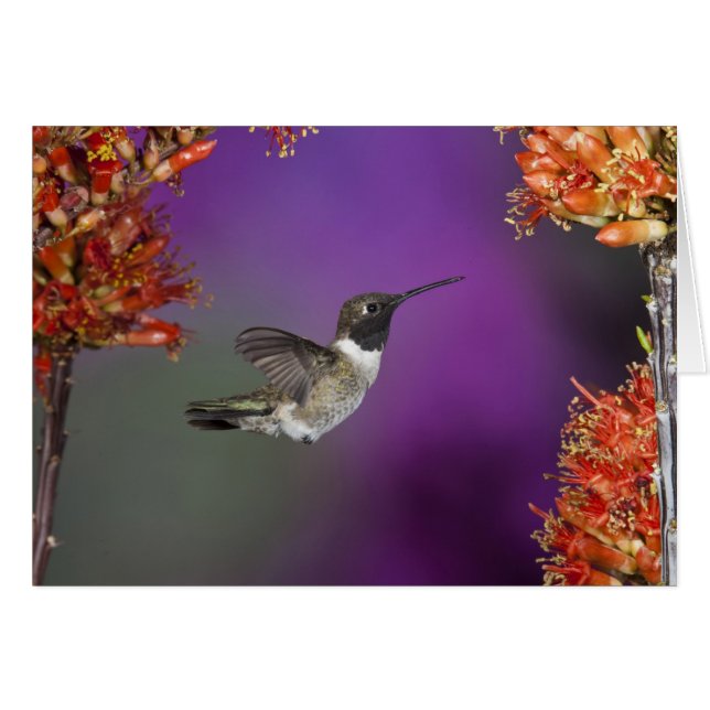 Colibri, Archilochus alexandri, (Devant horizontal)