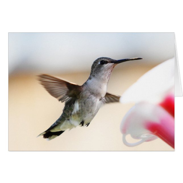 Colibri au conducteur (Devant horizontal)