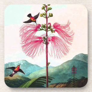 Colibri aux dessous de verre d'arbre de mimosa