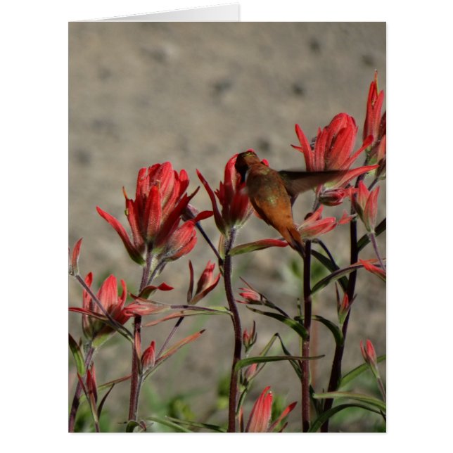 colibri cardinal flw. (Devant)