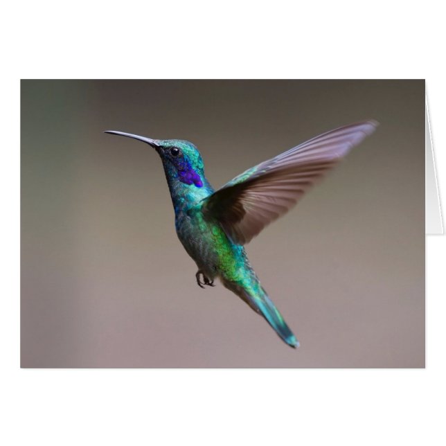 Colibri dans la carte de note de vol (Devant horizontal)