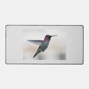 Colibri Dans Le Mat Du Bureau De Vol
