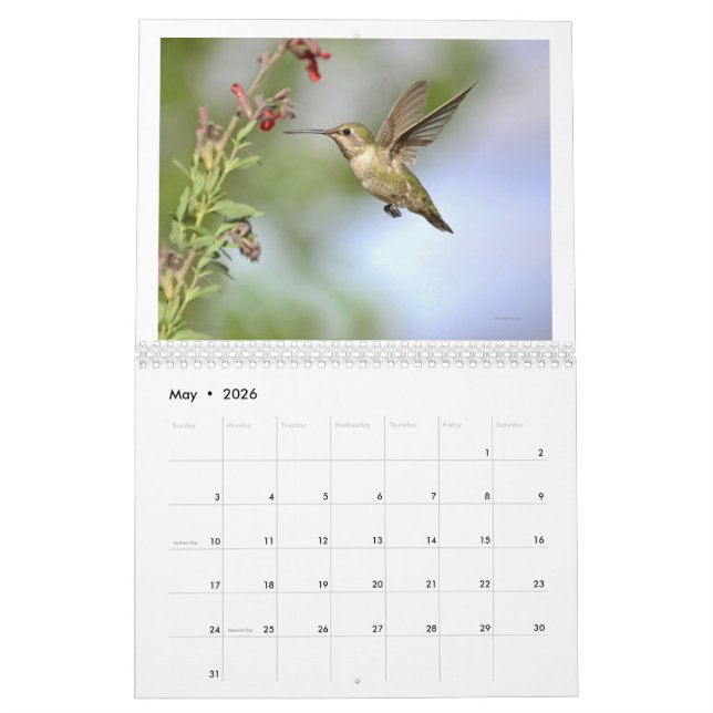 Colibri de Californie Calendrier 2024 (Mai 2026)