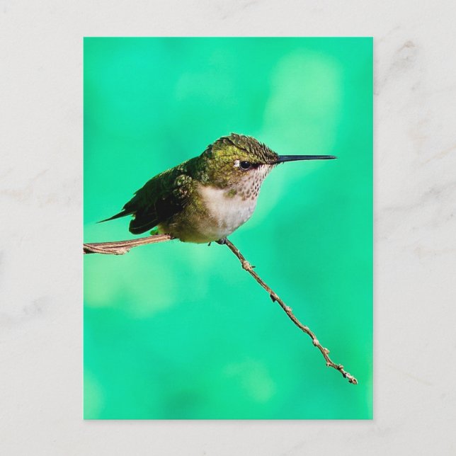 colibri de carte postale (Devant)