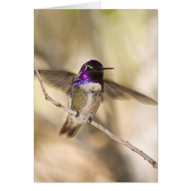 Colibri de Costa (Devant)