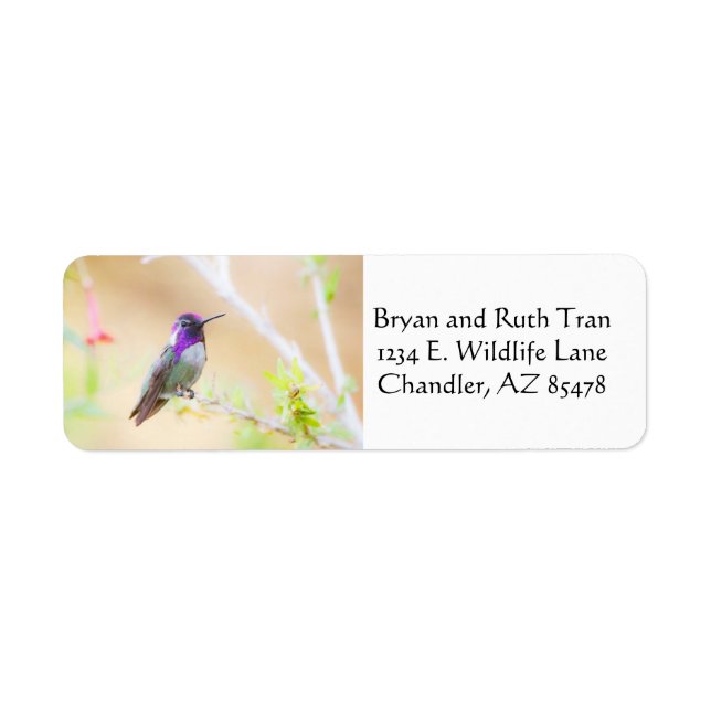 Colibri de Costa au milieu du feuillage (Devant)