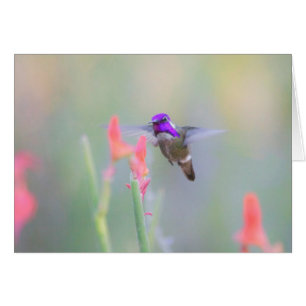Colibri de Costa en approche