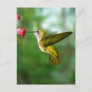 Colibri De Oro República Dominicana Postcard
