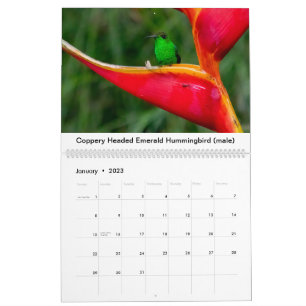 Colibri du Costa Rica Calendrier