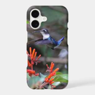Colibri en vol et fleurs rouges
