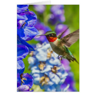 Colibri Et Delphinium