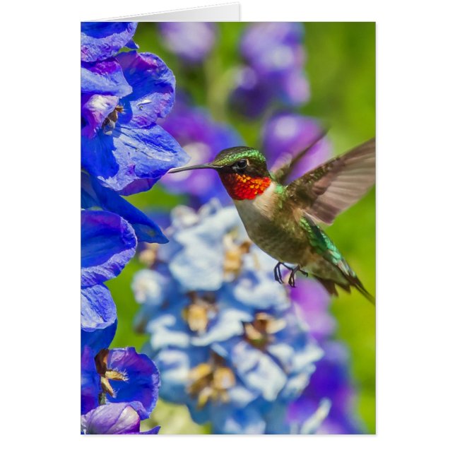 Colibri Et Delphinium (Devant)