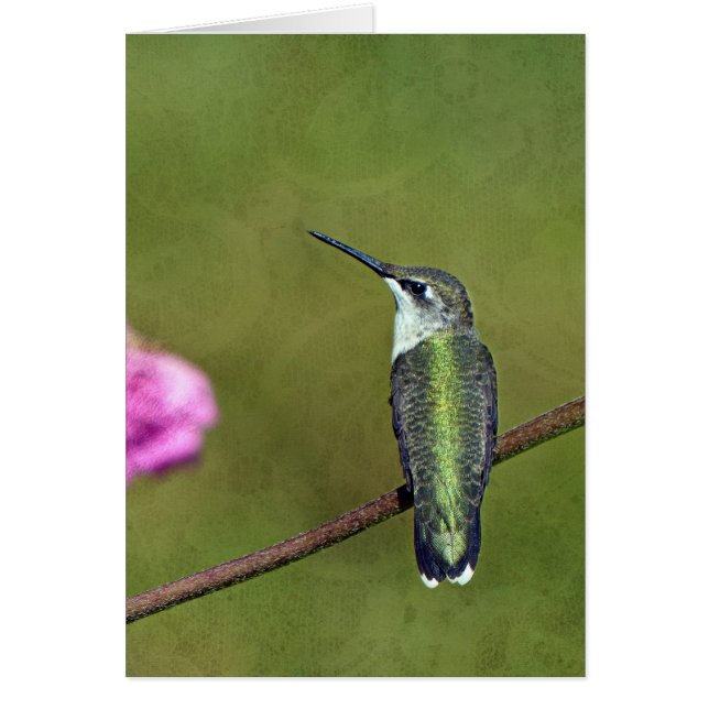 Colibri et Zinnia (Devant)