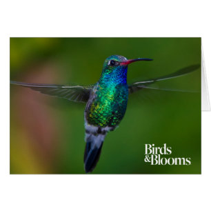 Colibri flottant
