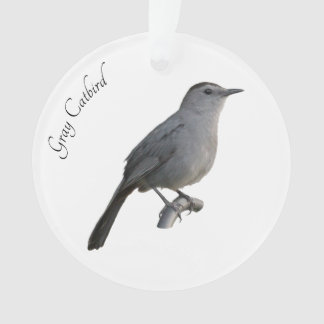 Colibri gris