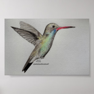 Colibri iridescent Impression d'art au crayon