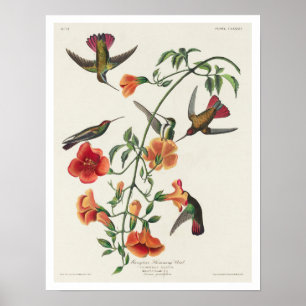 Colibri Mango par Audubon Poster