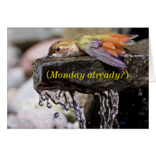 Colibri posé dans l'eau