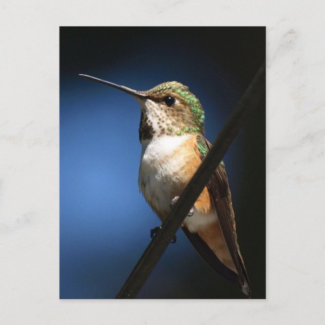 Colibri roux - Cartes postales (Devant)