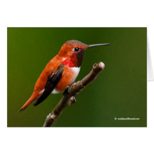 Colibri roux étonnant sur la branche cerise