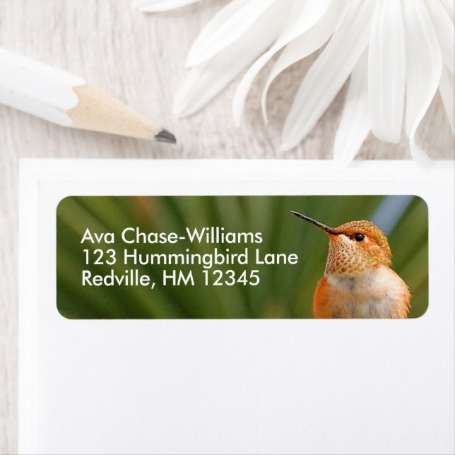 Colibri roux mignon au repos (En situation)