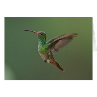 colibri Rufous-coupé la queue