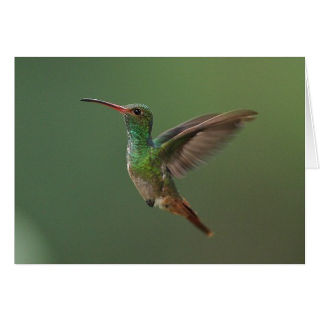 colibri Rufous-coupé la queue (Devant horizontal)