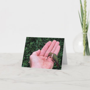 Colibri Rufous/d'Allen • Joe Sweeney - carte