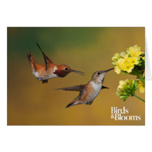 Colibri Rufous de flottement