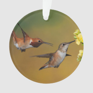 Colibri Rufous de flottement